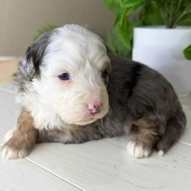 Caroline - Bernedoodle Female