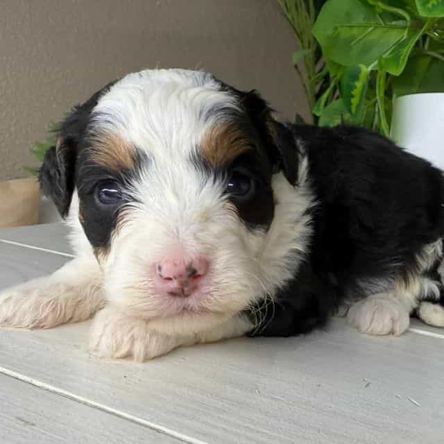 Ayla - Bernedoodle Female