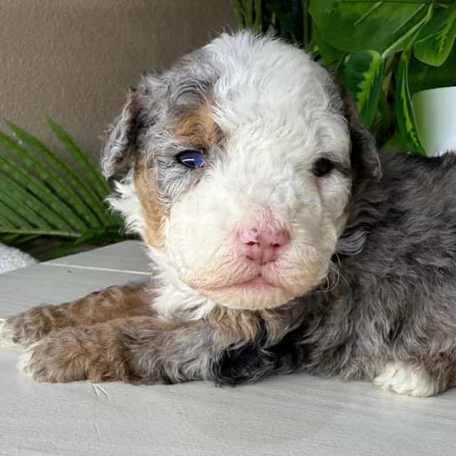 Alaska - Bernedoodle Female