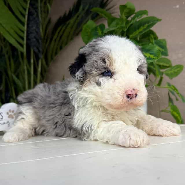 Naya - Bernedoodle Female