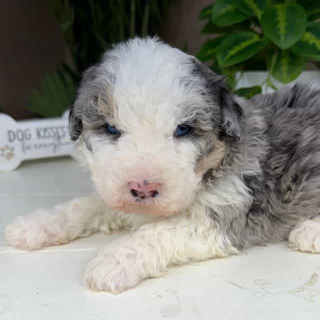 Naya - Bernedoodle Female