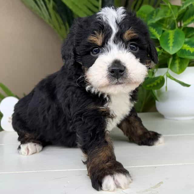 Isaac - Bernedoodle Male