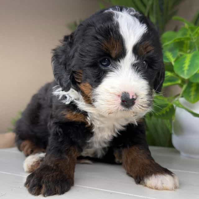 Frank - Bernedoodle Male