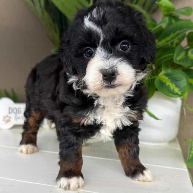 Celina - Bernedoodle Female