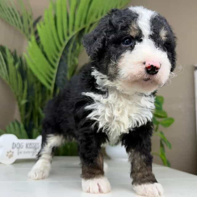 Caleb - Bernedoodle Male