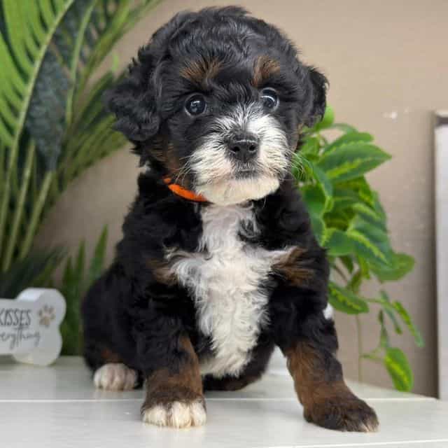Victoria - Bernedoodle Female