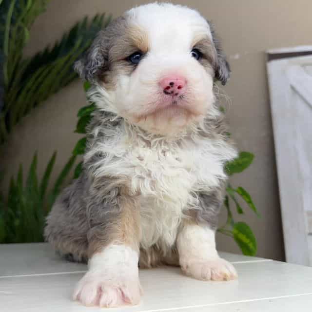 Alex - Bernedoodle Male