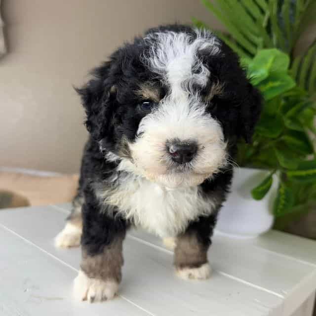 Ollie - Bernedoodle Male
