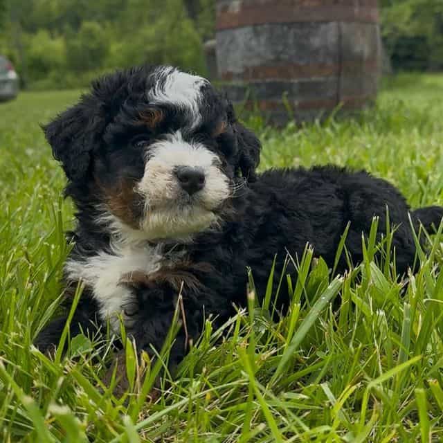 Luna - Bernedoodle Female