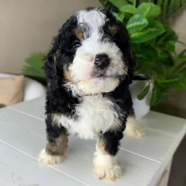 Boss - Bernedoodle Male