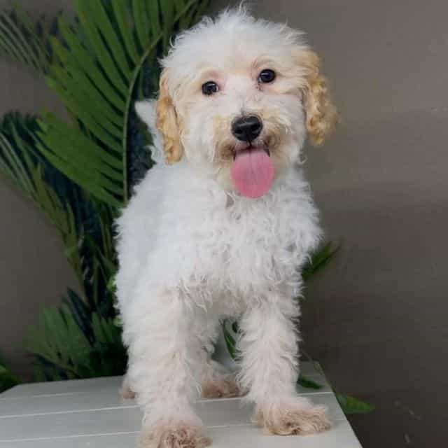Honey - Goldendoodle Female