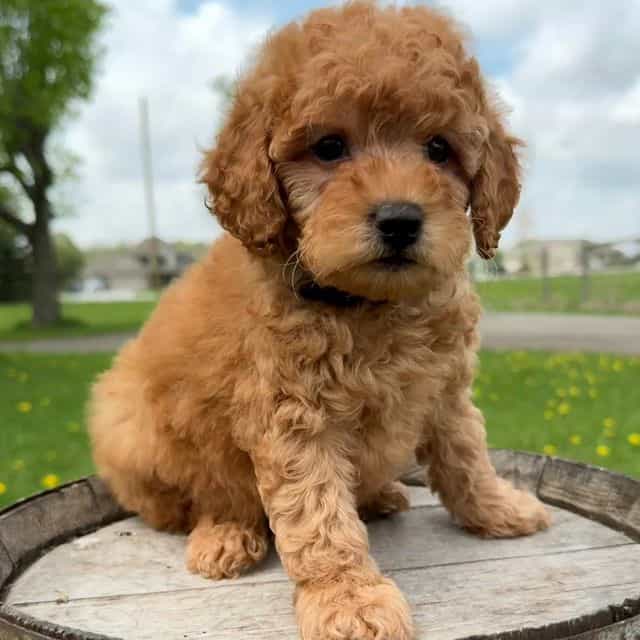Theodore - Goldendoodle Male
