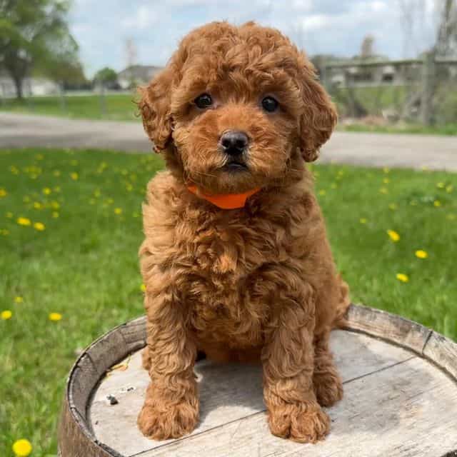 Taylor - Goldendoodle Female