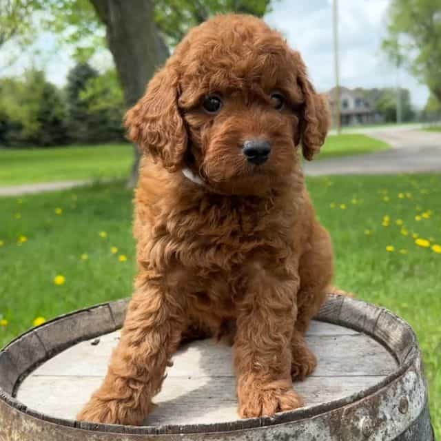 Sebastian - Goldendoodle Male