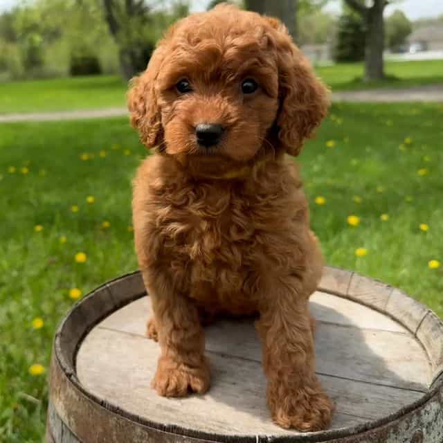 Miley - Goldendoodle Female