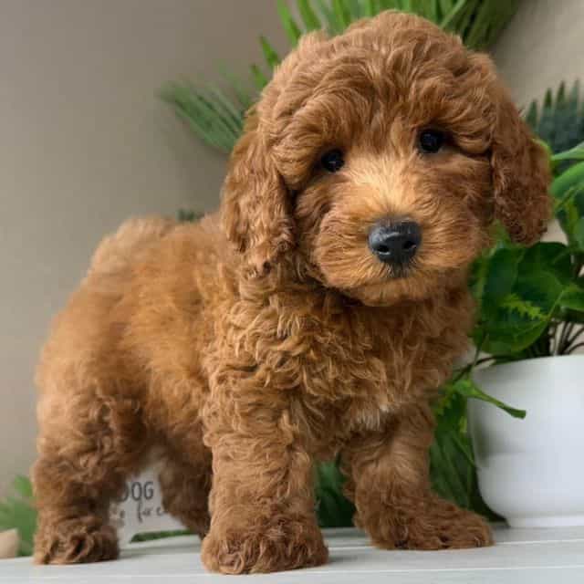 Oakley - Goldendoodle Male
