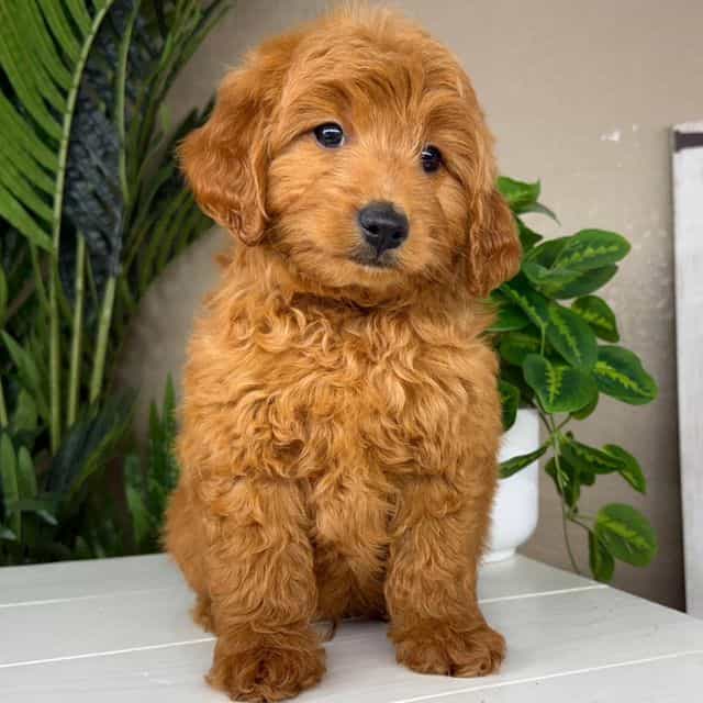 Max - Goldendoodle Male