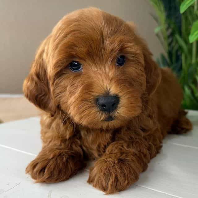 Levi - Goldendoodle Male