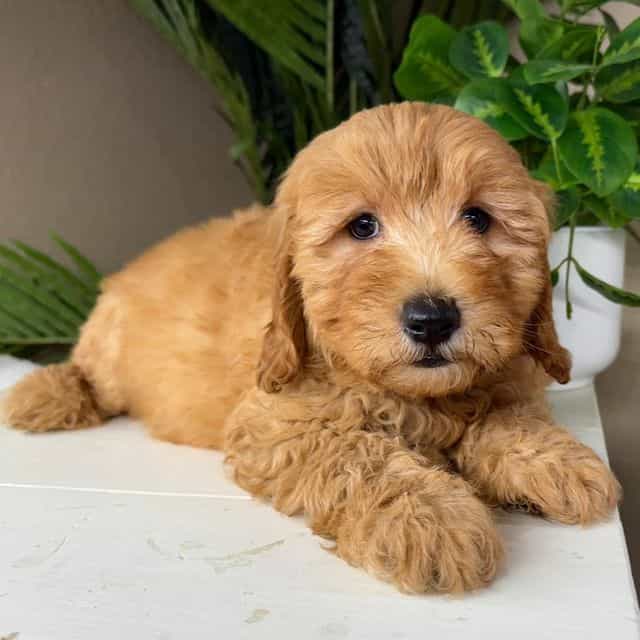 Felix - Goldendoodle Male