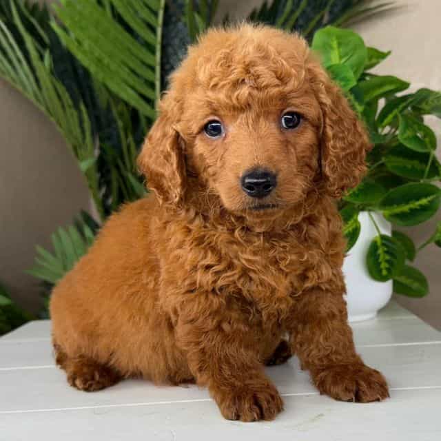 Calvin - Goldendoodle Male