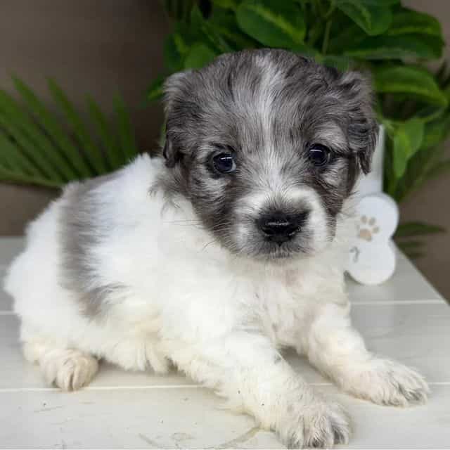 Skye - Goldendoodle Female