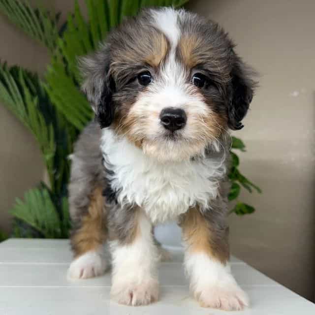 Wanda - Bernedoodle Female
