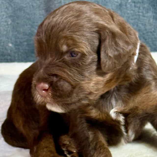 Ary - Aussiedoodle Male