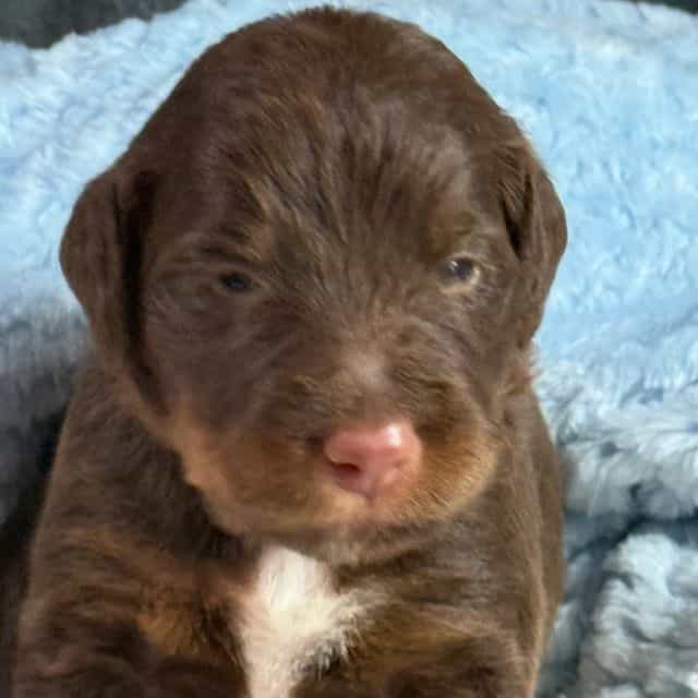 Apollo - Aussiedoodle Male