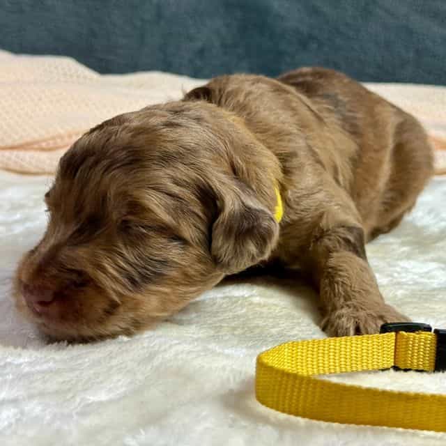 Ace - Aussiedoodle Male