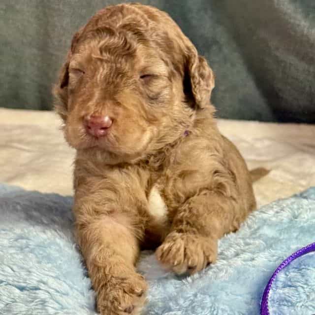 Abu - Aussiedoodle Male