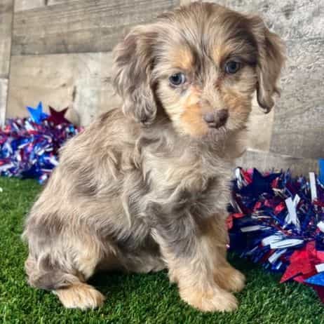 Daisy - Cavapoo Female