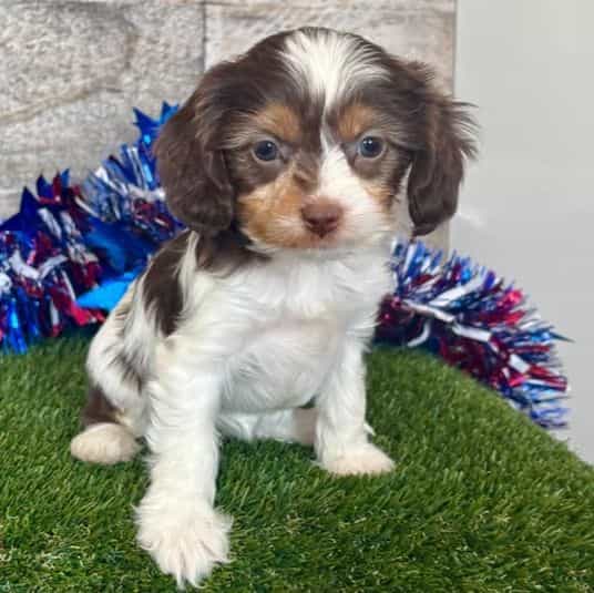 Dolly - Cavapoo Female