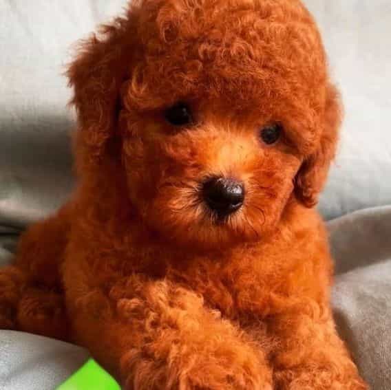 Rovel - Toy Poodle Male