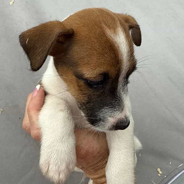 Male 2 - Jack Russell Terrier Male