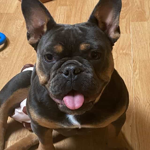 Kali Girl - French Bulldog Female