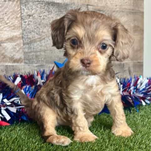 Dozer - Cavapoo Male
