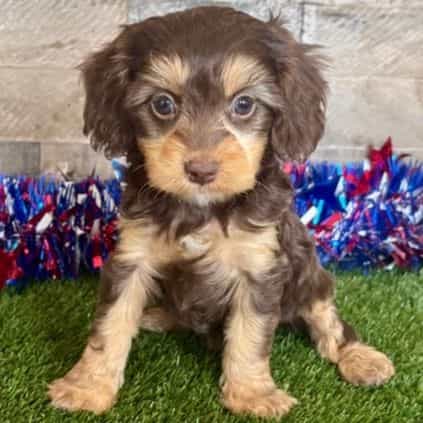 Dexter - Cavapoo Male
