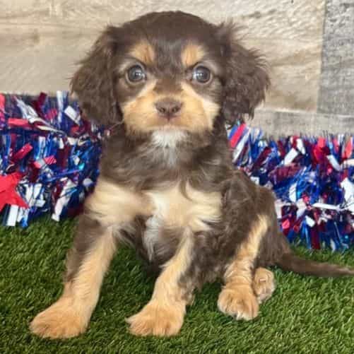 Dixie - Cavapoo Female