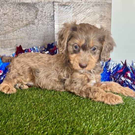 Diesel - Cavapoo Female