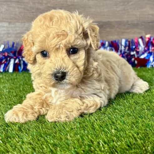 Brooke - Poochon Female
