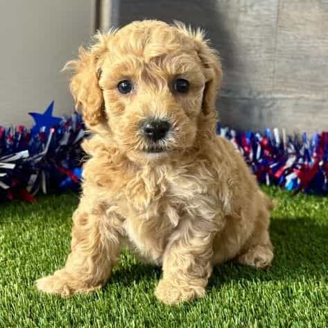Bo - Poochon Male