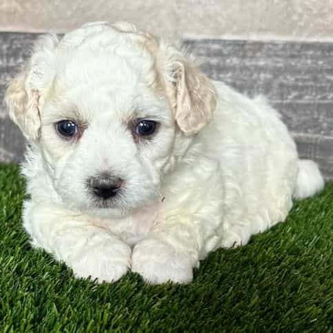 Eddie - Shichon Male