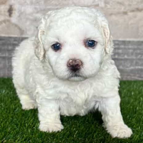 Ella - Shichon Female