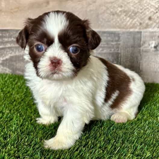 Hadley - Shih Tzu Female