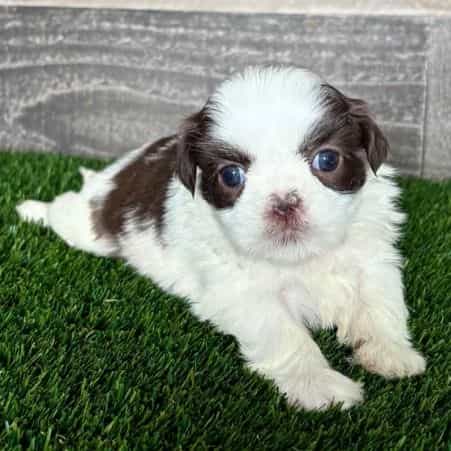 Harper - Shih Tzu Female