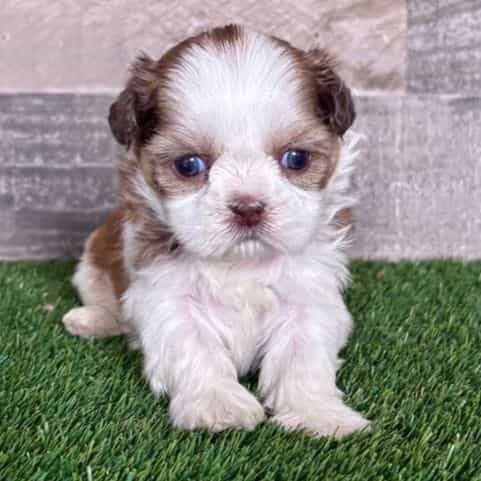 Haley - Shih Tzu Female