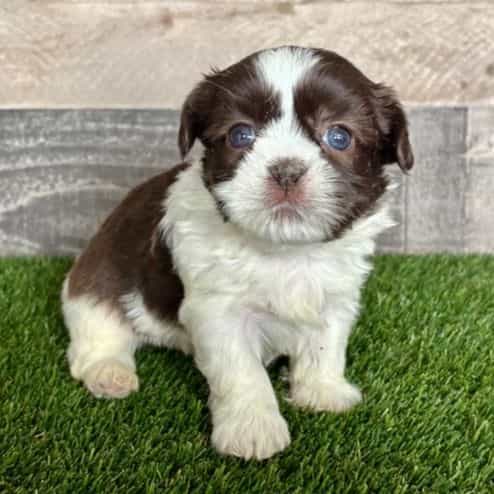 Hazel - Shih Tzu Female