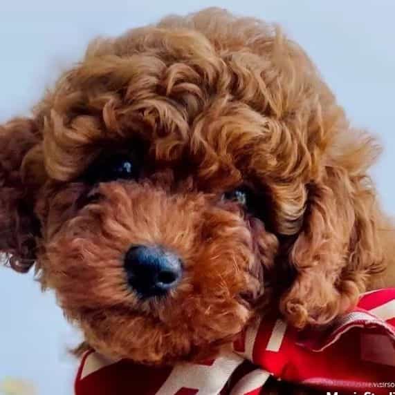 Rover  - Toy Poodle Male