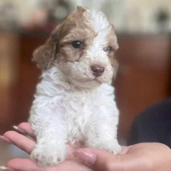 Nani - Labradoodle Female