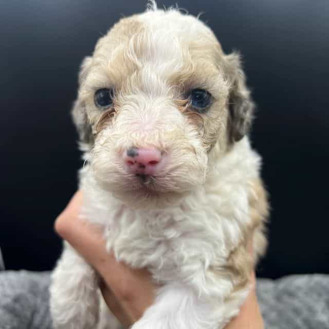 Jackson - Labradoodle Male